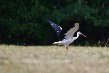 White stork taking off in the sky from a field.