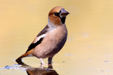 Hawfinch, birds, Coccothraustes coccothraustes