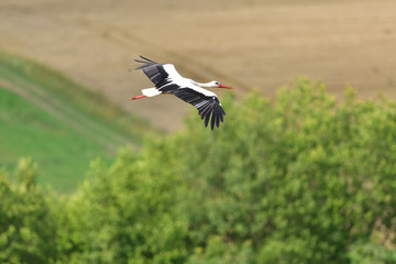 White stork flies over the woods and meadows