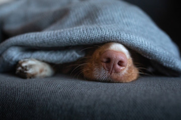 cute dog under the covers at home on the couch. Nova Scotia Duck Tolling Retriever resting and...