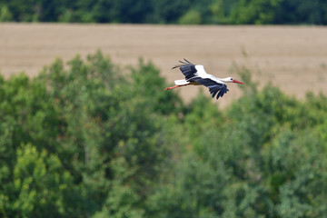 White stork migrates to warm countries for winter