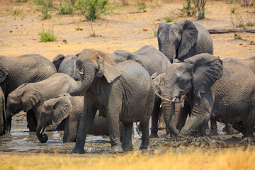 Fototapeta premium Elephants in Khaudum National Park - Namibia