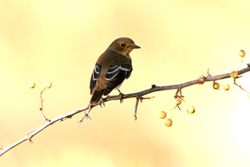 Obraz premium Pied flycatcher, ficedula hypoleuca, birds