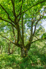 Nisqually Wetlands Trees