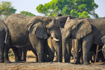 Elephants in Khaudum National Park - Namibia