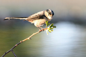 long-tailed tit, Aegithalos caudatus, birds