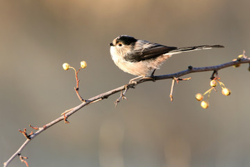 long-tailed tit, Aegithalos caudatus, birds