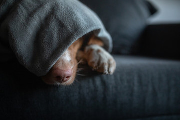 cute dog under the covers at home on the couch. Nova Scotia Duck Tolling Retriever resting and basking