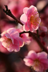 枝垂れ梅　紅梅