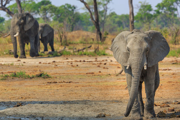 Fototapeta premium Elephants in Khaudum National Park - Namibia