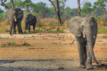 Elephants in Khaudum National Park - Namibia