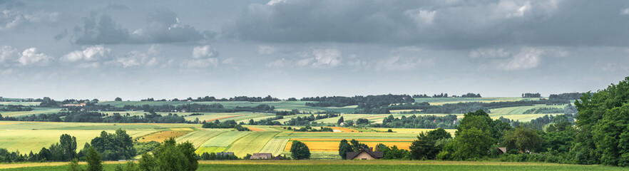 panorama of rural landscape. Field yellow and green in summer.
