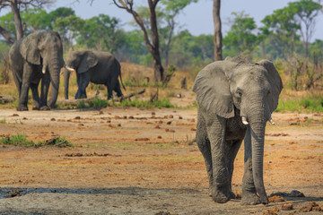 Fototapeta premium Elephants in Khaudum National Park - Namibia