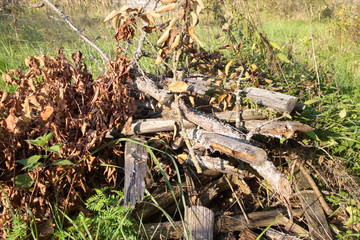 dry firewood for a fire on the grass