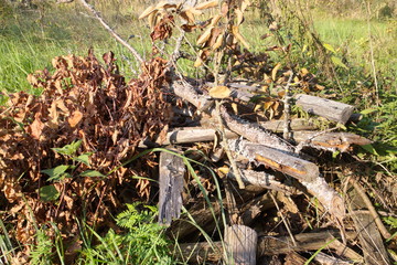 dry firewood for a fire on the grass