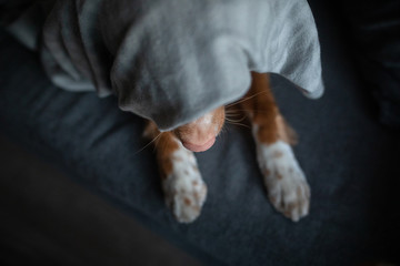 cute dog under the covers at home on the couch. Nova Scotia Duck Tolling Retriever resting and basking