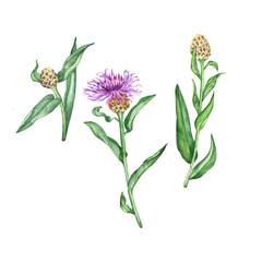 Set of lilac and brown flowers and green leaves isolated on white background. Hand drawn watercolor illustration.