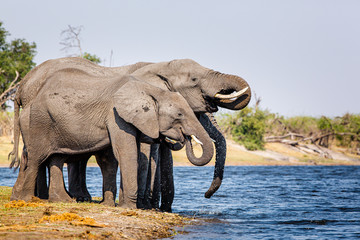 Elephants from Caprivi Strip - Bwabwata, Kwando, Mudumu National park - Namibia