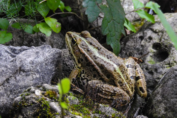 ritratto di Rana verde alpina tra le rocce