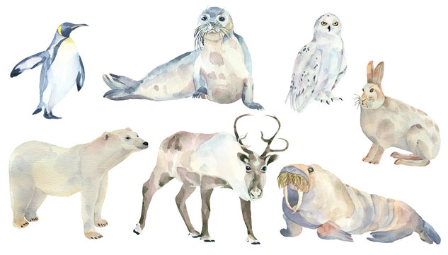 Set of animals of the North