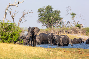 Obraz premium Elephants from Caprivi Strip - Bwabwata, Kwando, Mudumu National park - Namibia