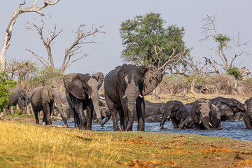 Fototapeta premium Elephants from Caprivi Strip - Bwabwata, Kwando, Mudumu National park - Namibia