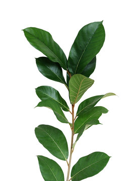 Dark green leaves wild fig tree young plant (Ficus species) the tropical rainforest tree isolated on white background, clipping path included.