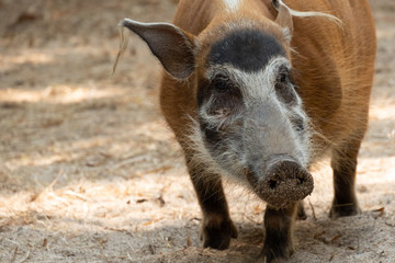 Red river hog