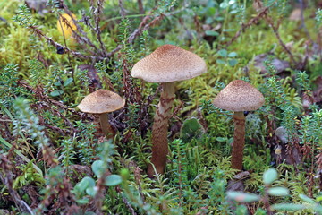 Cortinarius pholideus. Three mushroom Paulinic flake at the end of summer