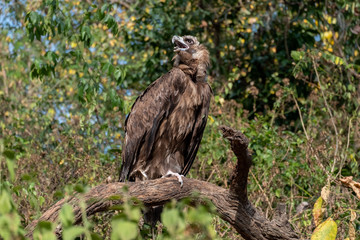 Cinereous Vulture