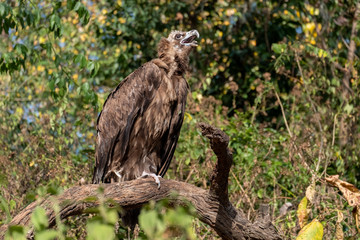 Cinereous Vulture