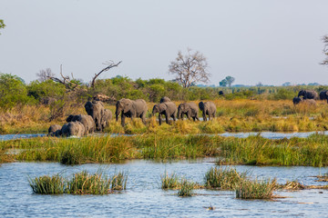 Elephants from Caprivi Strip - Bwabwata, Kwando, Mudumu National park - Namibia