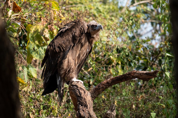 Cinereous Vulture