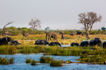 Elephants from Caprivi Strip - Bwabwata, Kwando, Mudumu National park - Namibia