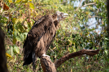 Cinereous Vulture