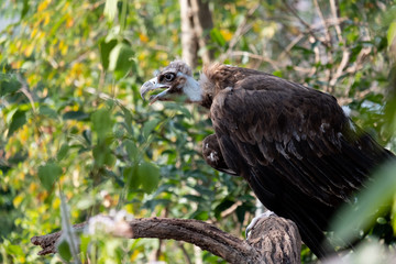 Fototapeta premium Cinereous Vulture