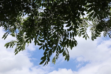 tree and sky