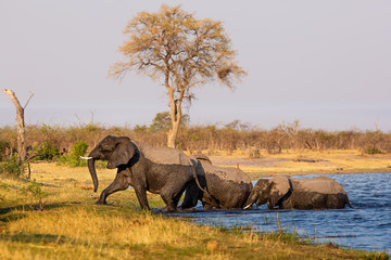 Fototapeta premium Elephants from Caprivi Strip - Bwabwata, Kwando, Mudumu National park - Namibia