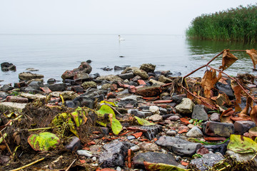Mglisty poranek nad jeziorem, łabędź  © VinyLove Foto