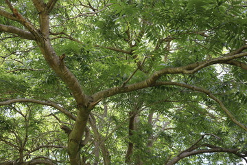 tree in forest