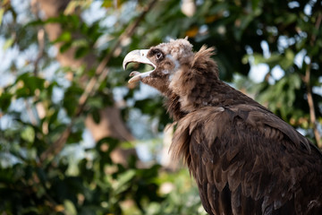 Cinereous Vulture