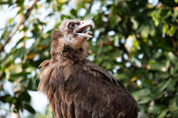 Cinereous Vulture