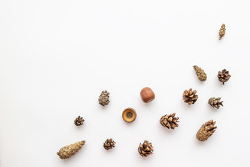 pine cones and acorn on white background