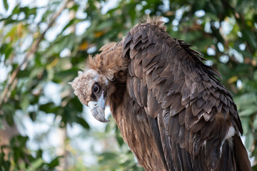 Cinereous Vulture