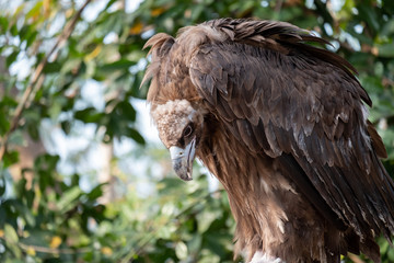 Cinereous Vulture