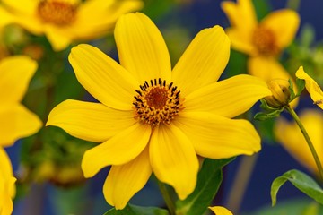 Yellow Flower