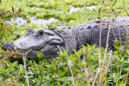 Gator Bait