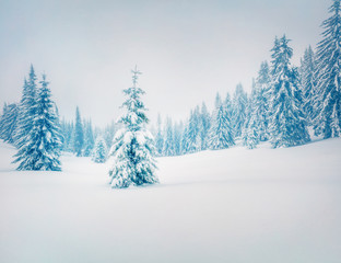 Wonderful morning scene in the mountain forest. Misty winter landscape in the snowy wood, Happy New Year celebration concept. Retro style filtered. Orton Effect.
