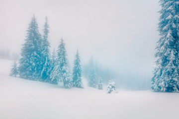 Beautiful morning scene in the mountain forest. Misty winter landscape in the snowy wood, Happy New Year celebration concept. Artistic style post processed photo. Orton Effect.