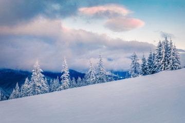 Dramatic winter sunset in mountain forest with snow covered fir trees. Picturesque outdoor scene of Carpathians, Ukraine, Europe. Happy New Year celebration concept.